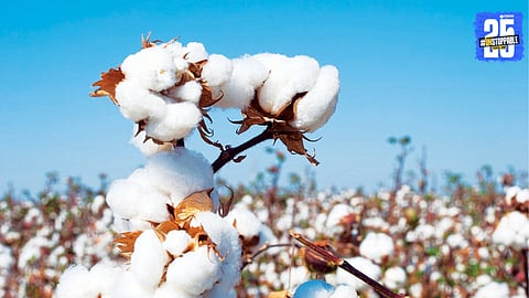  Cotton 