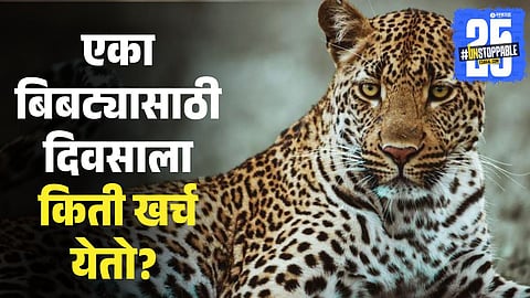 Ahilyanagar leopard attacks