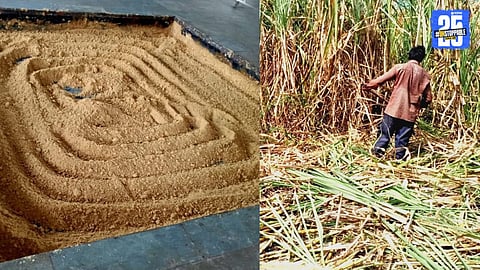 Konkan Sugarcane Crisis Deepens: Farmers Face Uncertainty