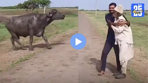 Video : संकटात सापडलेल्या मालकाला वाचवायला धावतच आली म्हैस, मुक्या प्राण्याची निष्ठा पाहून तुमचेही डोळे पाणावतील, हृदयस्पर्शी व्हिडिओ