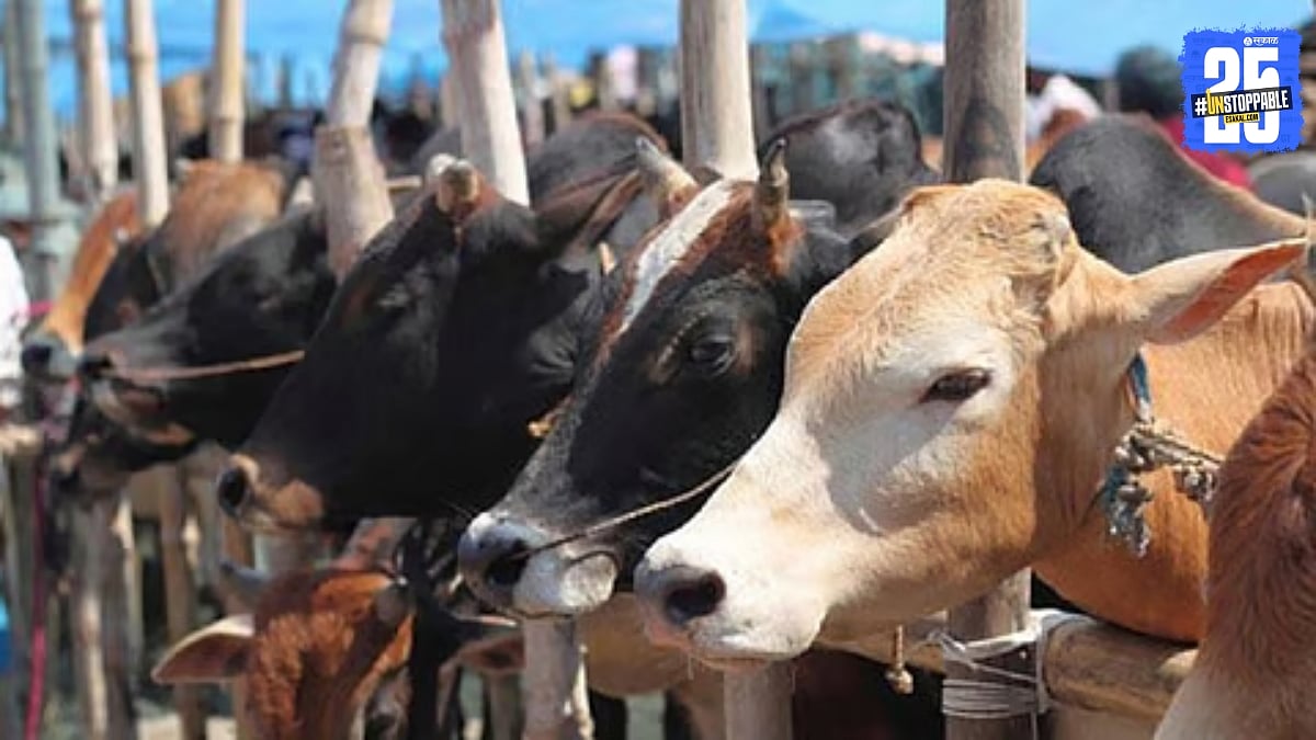 Kalwan News : कळवण हादरले! रवळजी परिसरात 'लाळ-खुरकत' साथीचे थैमान; दूध ...