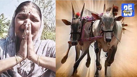 Heartbroken mother pleads for the return of missing bull ‘Dakkhan’ after it disappears from a Sangli fairground.