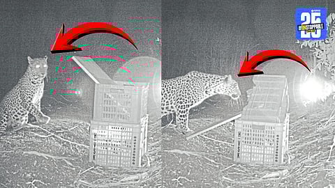 Sugarcane Field Leopard