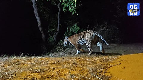 Tiger Relocation Chandoli