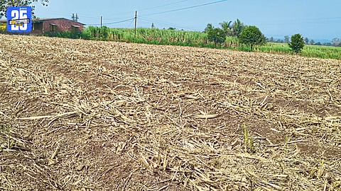 armers Adopting Sustainable Farming Practices