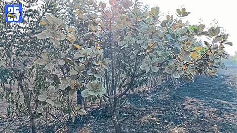 Massive Fire Destroys Cashew