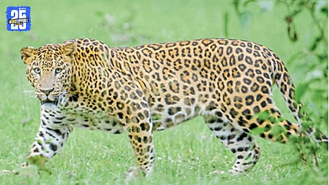 Night-Only Power Supply Puts