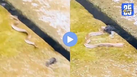 Snake Saves Fish Video