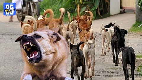 Municipal Council Plans Shelter for Aggressive Dogs