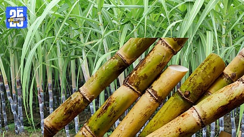 Machine Harvesting Delay