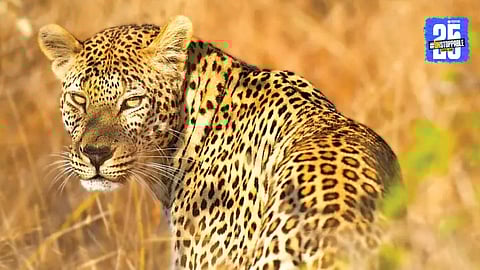 Leopard Attack in Khamgaon Shivar
