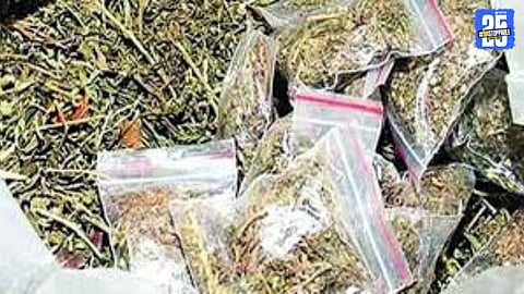 Sangamner police and Nashik Anti-Narcotics Squad seize ganja worth ₹1.25 crore during a major joint operation.
