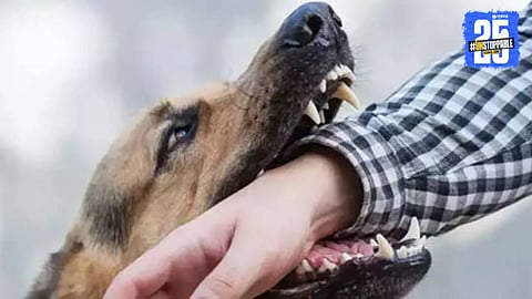 5 year old boy died due to bitten by stray dog 