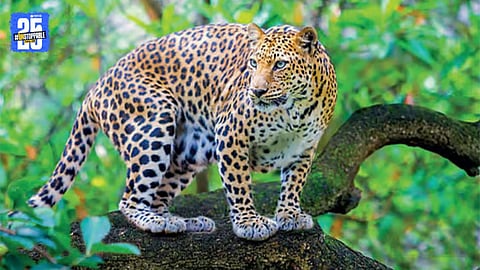 Experts Warn Against Relocation of Leopards