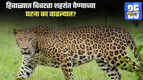 Wildlife Experts Explain Rising Human-Leopard Conflict
