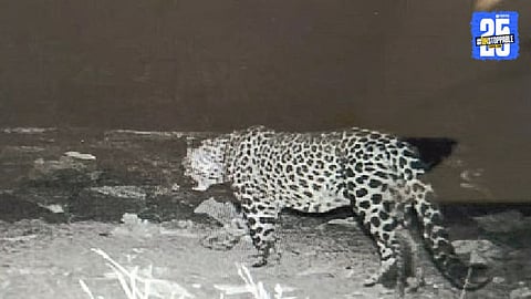 Leopard Attack Farmer