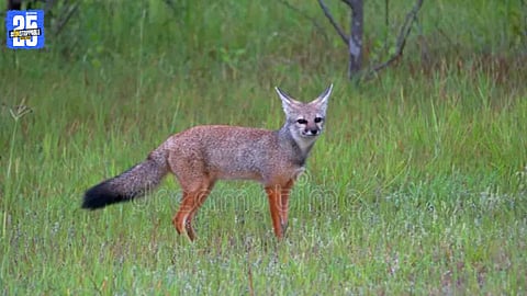 Four farmers injured :