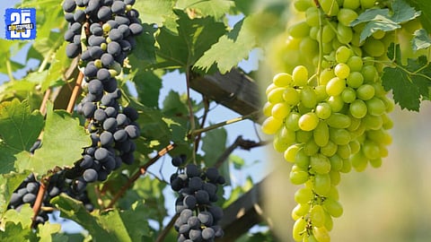 Rising Grape Farming
