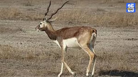 Forest officials displaying seized blackbuck meat and hunting equipment during action in Sangola taluka.