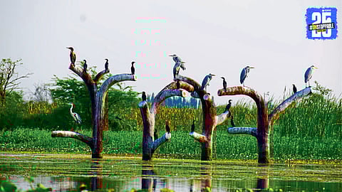 Nandur Madhmeshwar Bird