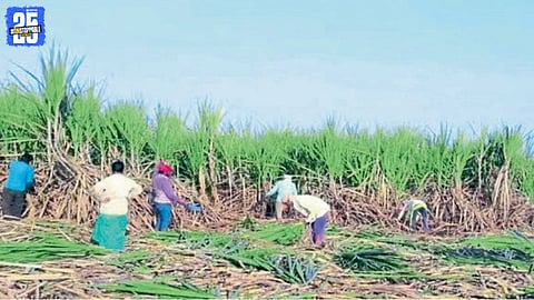 Sugarcane Growth Loss