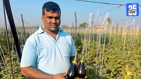 Brinjal Farming