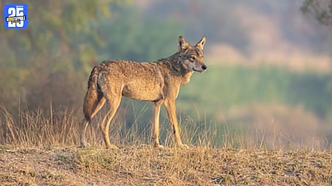 Goats and Sheep Killed