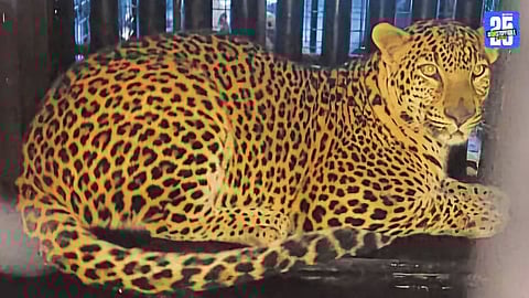 Forest department personnel installing leopard cages in villages near Digras nursery amid rising wildlife concerns.