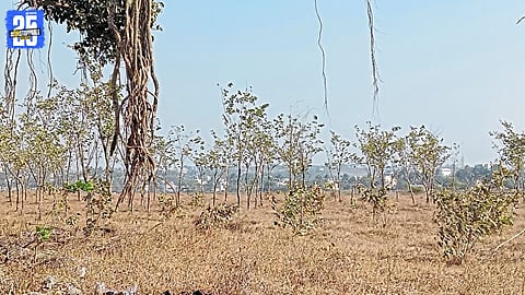 Tree Plantation Destroyed by Repeated Fires