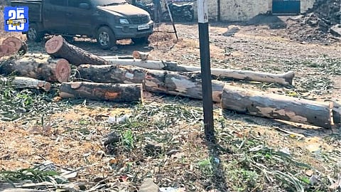 Environmental Damage and Wildlife Impact