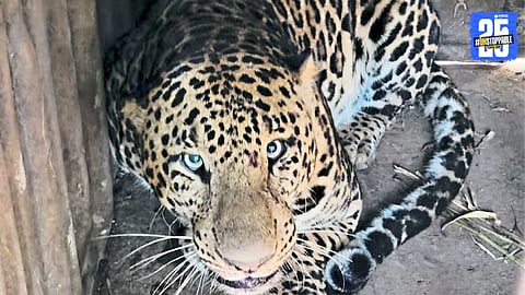Leopard