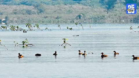Jayakwadi Birds