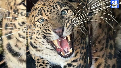 Midnight Operation: Leopard Caught in Cage at Talegaon Dhamdhere