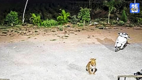 Leopard Movement Raises Alarm in Rashi Village Area