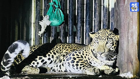 Aggressive Male Leopard Trapped Near Narayangaon