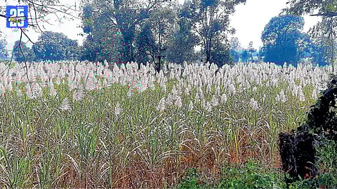 Sugarcane Flowering Increases