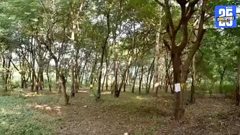 Tapovan Tree Cutting