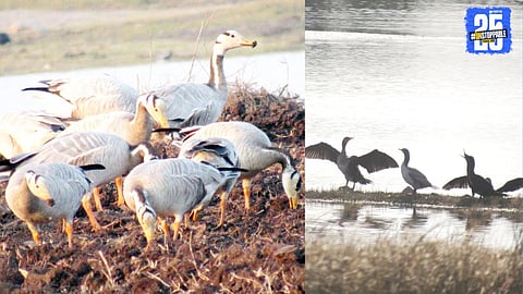 Bar-headed geese, known as the ‘Himalayan Airline’, spotted at Suryachiwadi wetland.