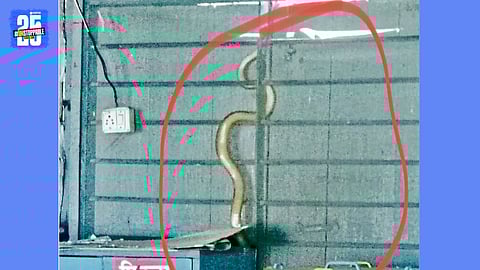 snake in school