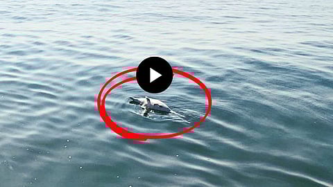 Viral Video Mother Dolphin