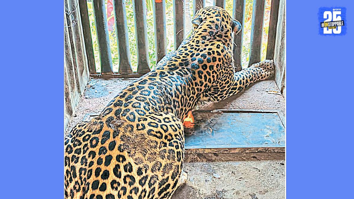 Leopard : मानव-वन्यजीव संघर्षात बिबट्या ठरतोय ‘काळ’; रोहितच्या ...