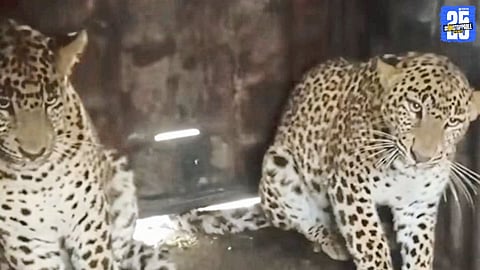 Forest department cage in which both male and female leopards were trapped in Sangamner taluka.