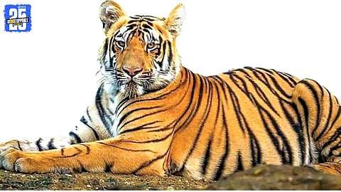 Sahyadri Tiger Reserve
