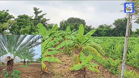 Organic farming success story in India
