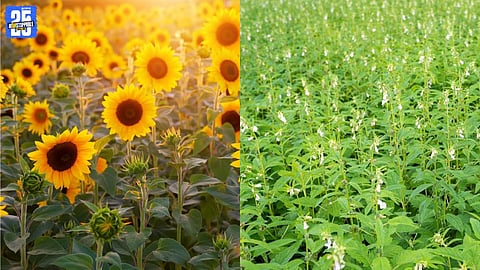 Kolhapur District Achieves 87 Percent