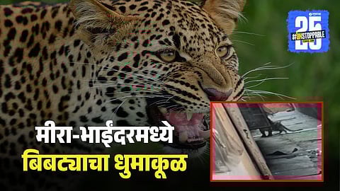 Leopard in Mira-Bhayandar