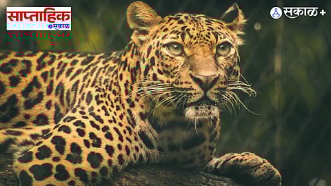 wildlife conservation India