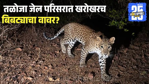 Navi Mumbai Leopard Video Fake 