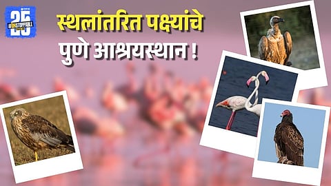 Migratory Birds in Pune 