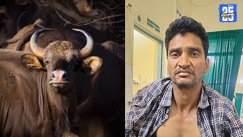 Brave Colleagues Save Forest Worker After Gaur Attack